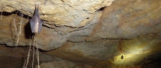 Gardiès : chauves-souris présentes dans une des 2 cavités (photo Naturalia)