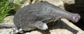 Sentein - Desman des Pyrénées